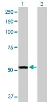 Anti-FMO3 antibody produced in rabbit