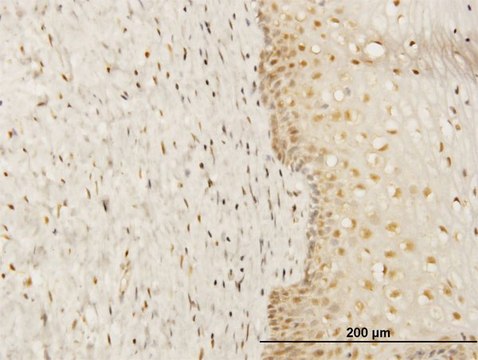 Monoclonal Anti-FKBP4 antibody produced in