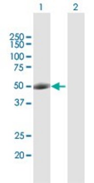 Anti-POU2F2 antibody produced in rabbit