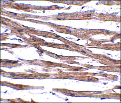Anti-MAK10 antibody produced in rabbit