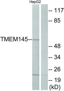 Anti-TMEM145 antibody produced in rabbit