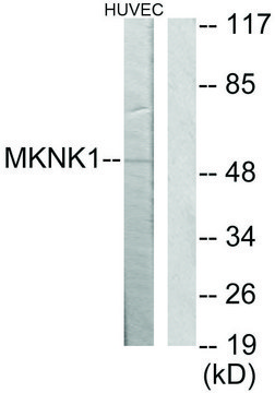 Anti-MKNK1 antibody produced in rabbit