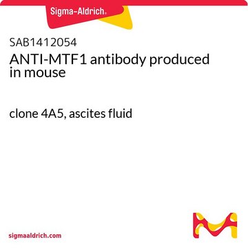 ANTI-MTF1 antibody produced in mouse