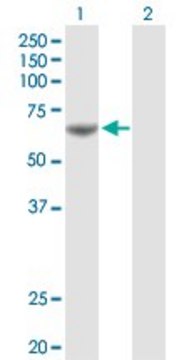 Anti-PDE1A antibody produced in rabbit