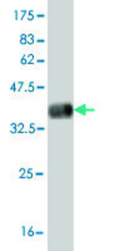 Monoclonal Anti-KDR antibody produced in
