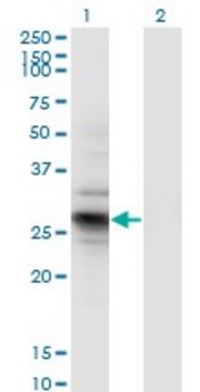 Monoclonal Anti-IDI2 antibody produced in