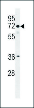 ANTI-LOC400713 (N-TERM) antibody produced in