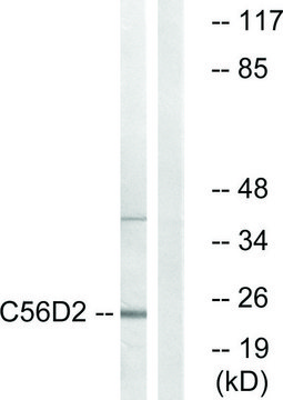 Anti-C56D2 antibody produced in rabbit