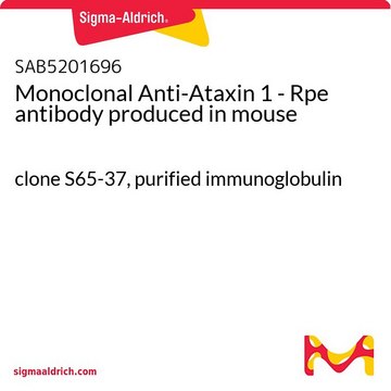 Monoclonal Anti-Ataxin 1 - Rpe