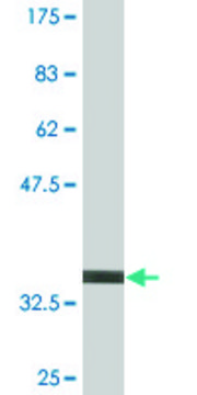 Monoclonal Anti-SERPINE2 antibody produced in