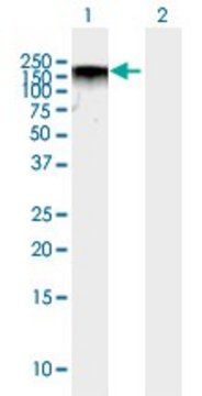 Anti-BAZ2A antibody produced in mouse