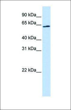 Anti-AIFM3 antibody produced in rabbit