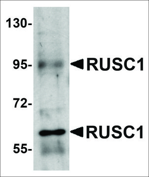 Anti-RUSC1 antibody produced in rabbit