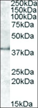 Anti-APOL6 antibody produced in goat