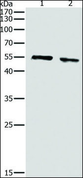 Anti-pan-AKT antibody produced in rabbit