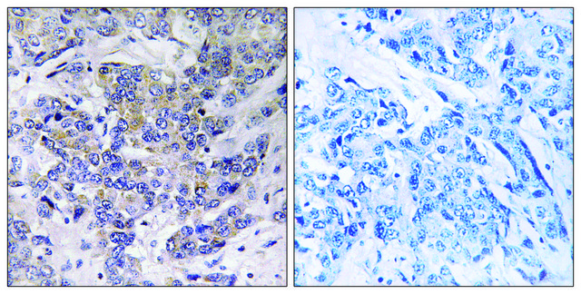 Anti-RPS21 antibody produced in rabbit