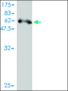 Monoclonal Anti-SDCBP2 antibody produced in