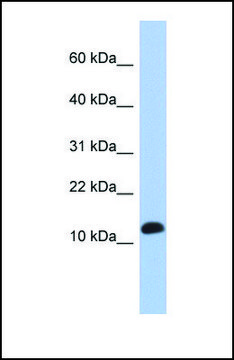 Anti-RPL30 antibody produced in rabbit