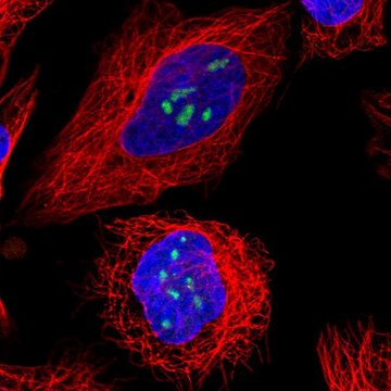 Anti-TBL3 antibody produced in rabbit