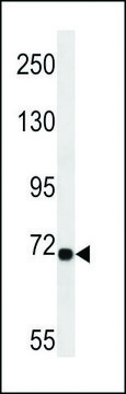 ANTI-LRP10(N-TERMINAL) antibody produced in rabbit