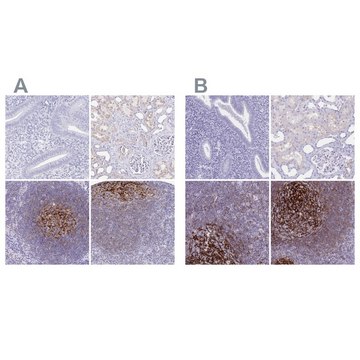 Anti-CR2 antibody produced in rabbit