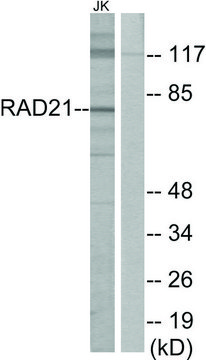 Anti-RAD21 antibody produced in rabbit