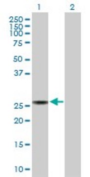 Anti-SPR antibody produced in rabbit