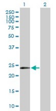 Anti-MYCL1 antibody produced in rabbit