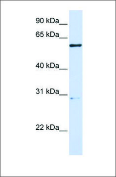 Anti-MANEA antibody produced in rabbit