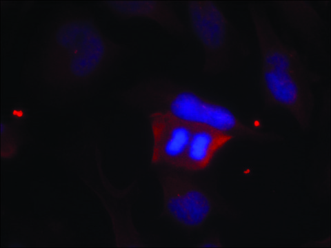 Anti-phospho-PPP1R1B (pThr??) antibody produced in
