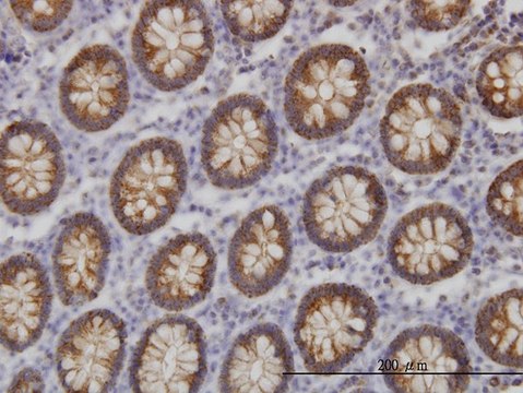 Monoclonal Anti-BAIAP2L1 antibody produced in