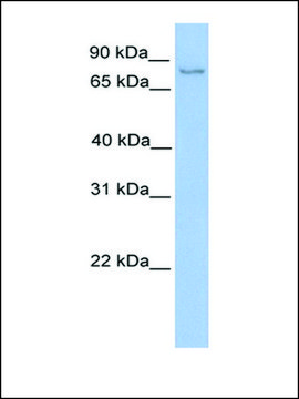 Anti-NSUN2 antibody produced in rabbit