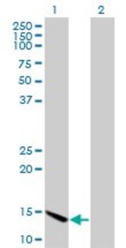 Monoclonal Anti-CHRAC1, (N-terminal) antibody produced
