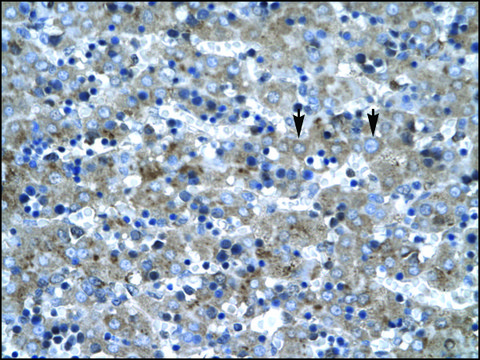 Anti-LHX6 antibody produced in rabbit