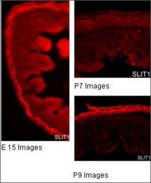 Anti-SLIT1 antibody produced in rabbit