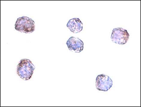 Anti-CLDN1 antibody produced in rabbit