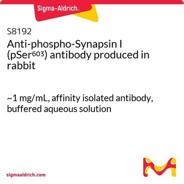 Anti-phospho-Synapsin I (pSer??³) antibody produced
