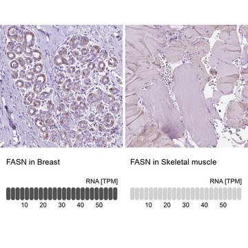 Anti-FASN antibody produced in rabbit