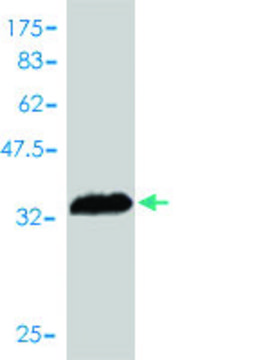 Monoclonal Anti-PI3 antibody produced in
