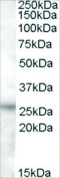 Anti-RASSF3 antibody produced in goat