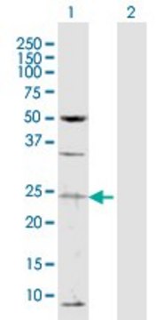Anti-TAF13 antibody produced in rabbit