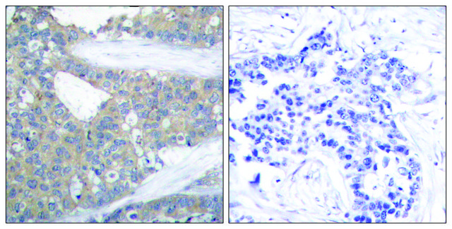 Anti-Paxillin antibody produced in rabbit