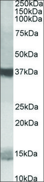 Anti-PFDN1 (C-terminal) antibody produced in