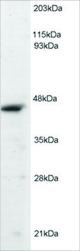 Anti-ORC4L antibody produced in goat
