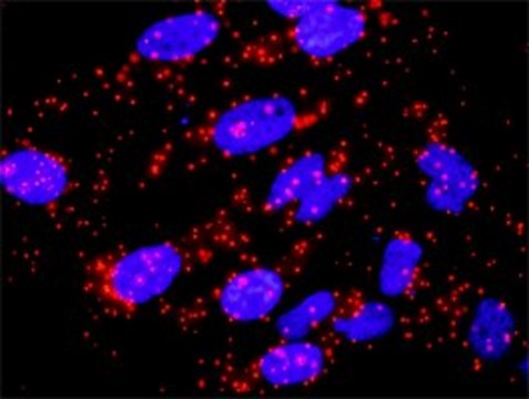 Anti-SKP1 antibody produced in rabbit