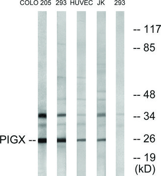 Anti-PIGX antibody produced in rabbit