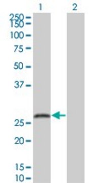Monoclonal Anti-SNAP25 antibody produced in
