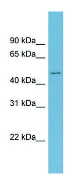 Anti-ACVR2B antibody produced in rabbit