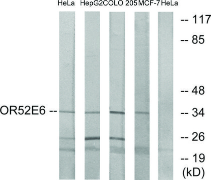 Anti-OR52E6 antibody produced in rabbit