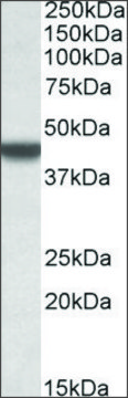 Anti-APOBEC3D antibody produced in goat